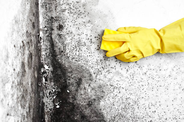 Best Industrial Mold Remediation  in Los Altos, CA