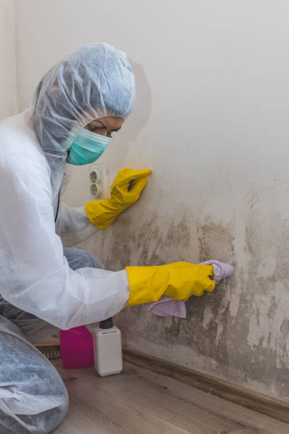 Best Basement Mold Removal  in Los Altos, CA